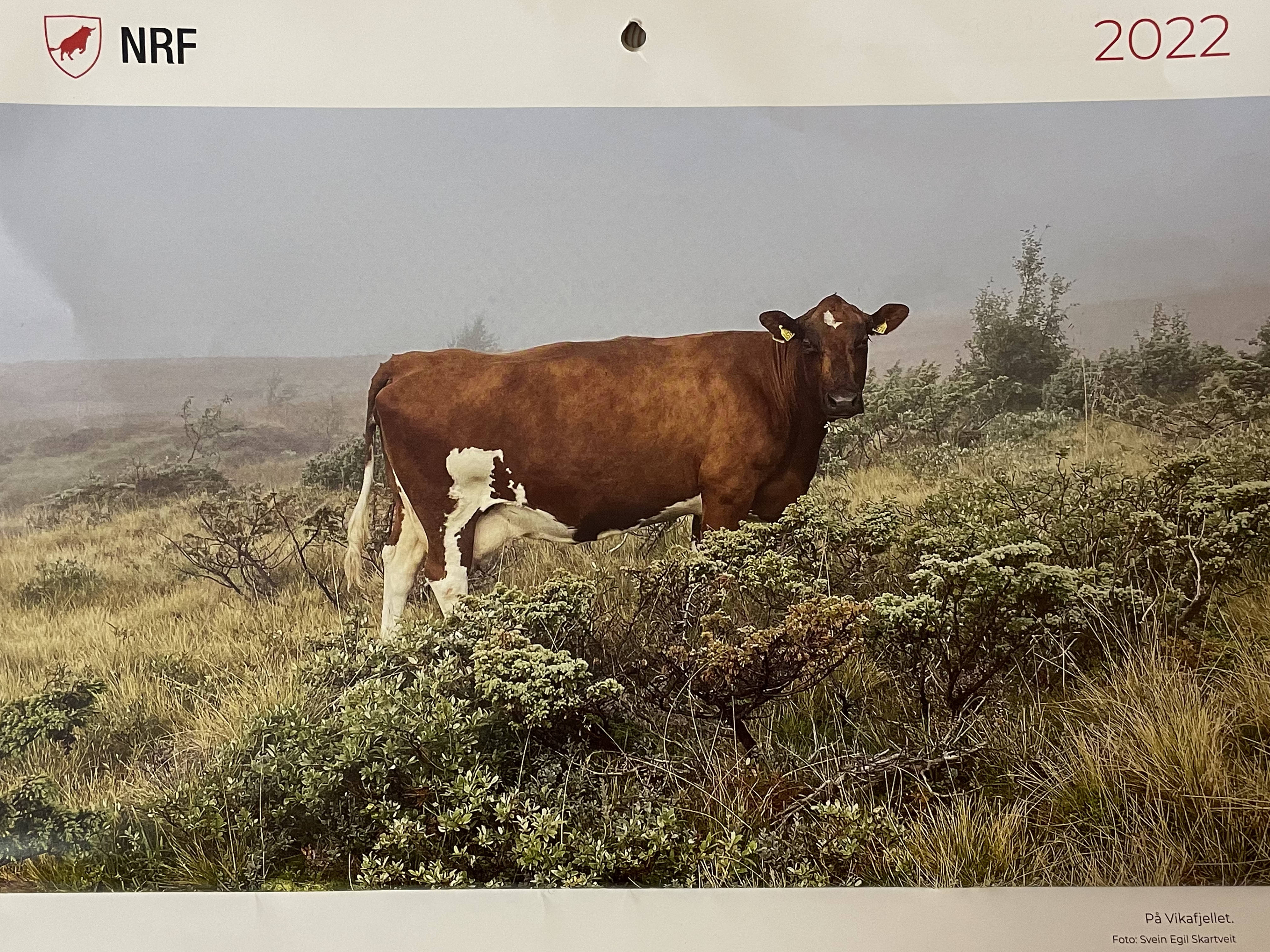 farm/46392801/drift/Geno_Mittsidepike_579.jpg