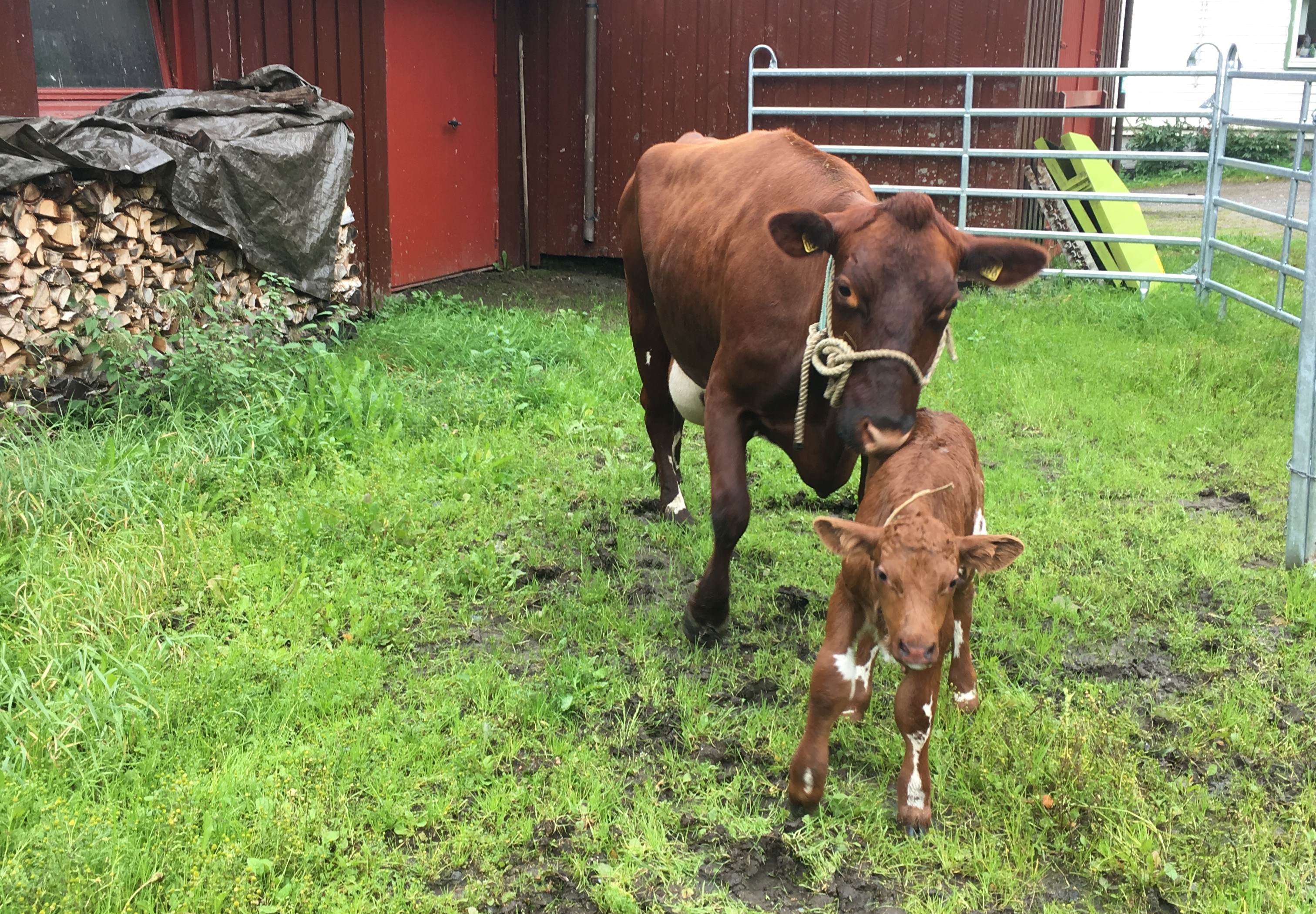 farm/46392801/drift/Kyr_med_kalv.jpg