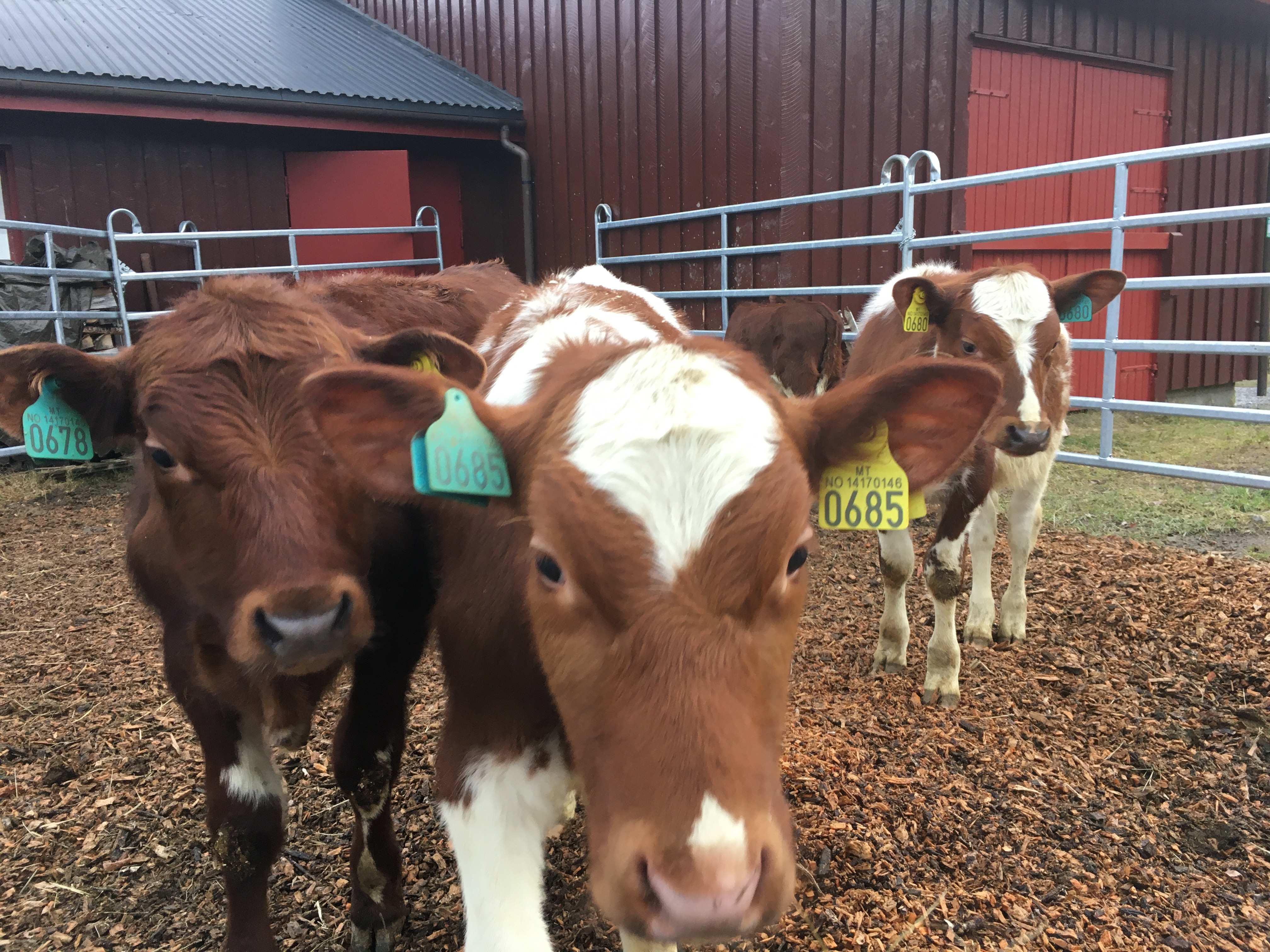 farm/46392801/drift/kalver_ute2.jpg