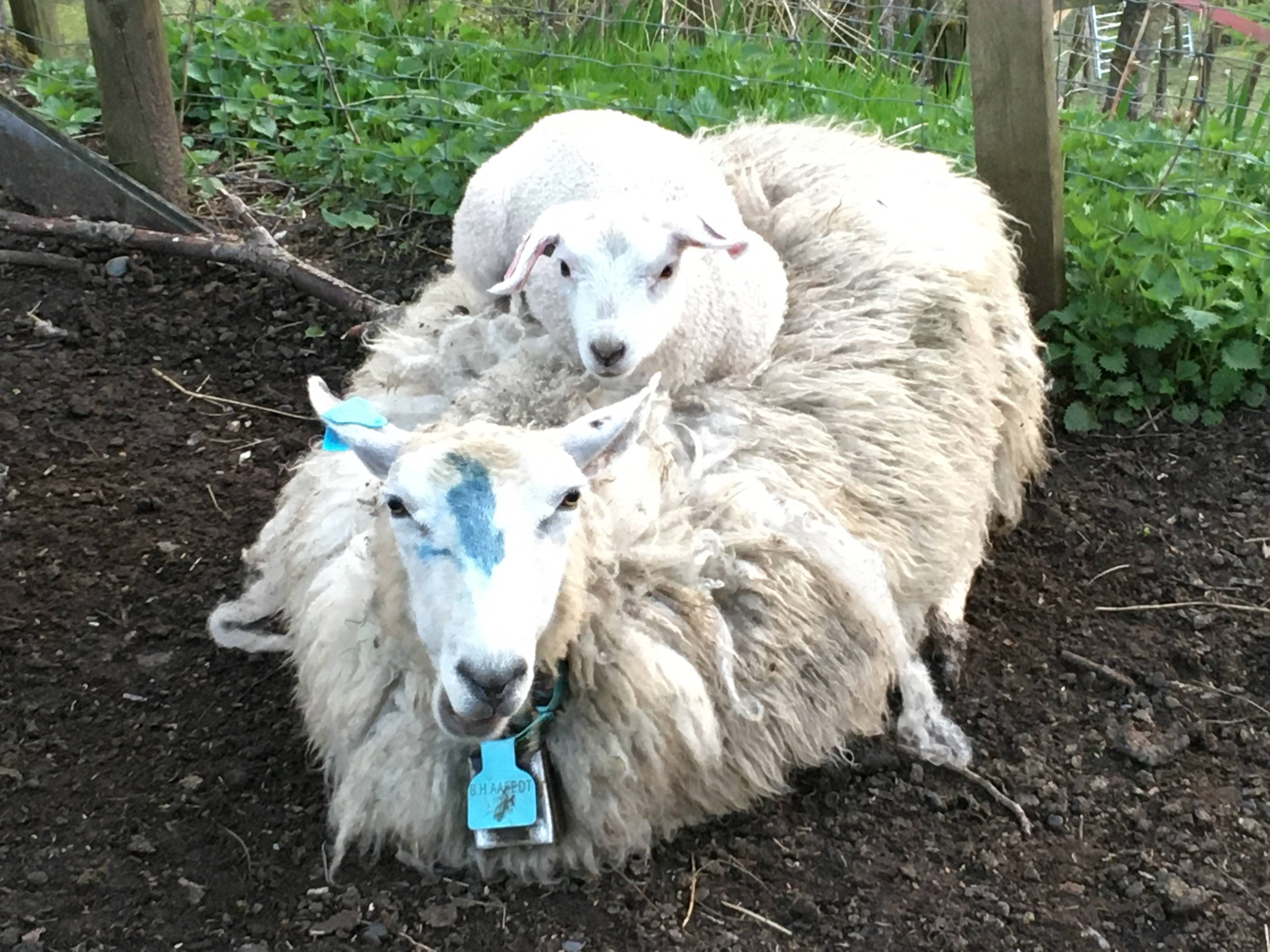 farm/46392801/drift/lam_har_funnet_ei_god_seng.jpg