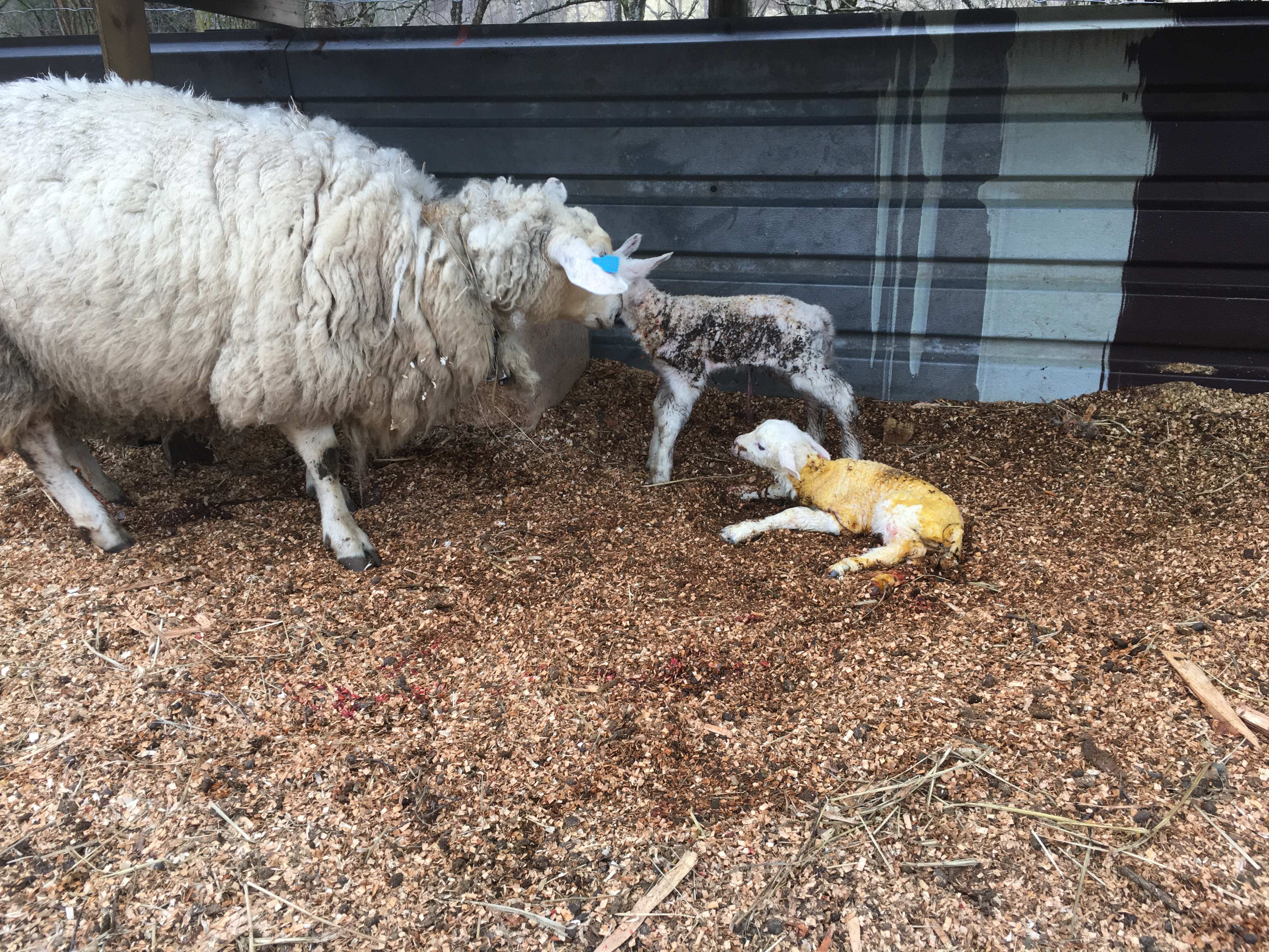 farm/46392801/drift/nyfodt_lam.jpg