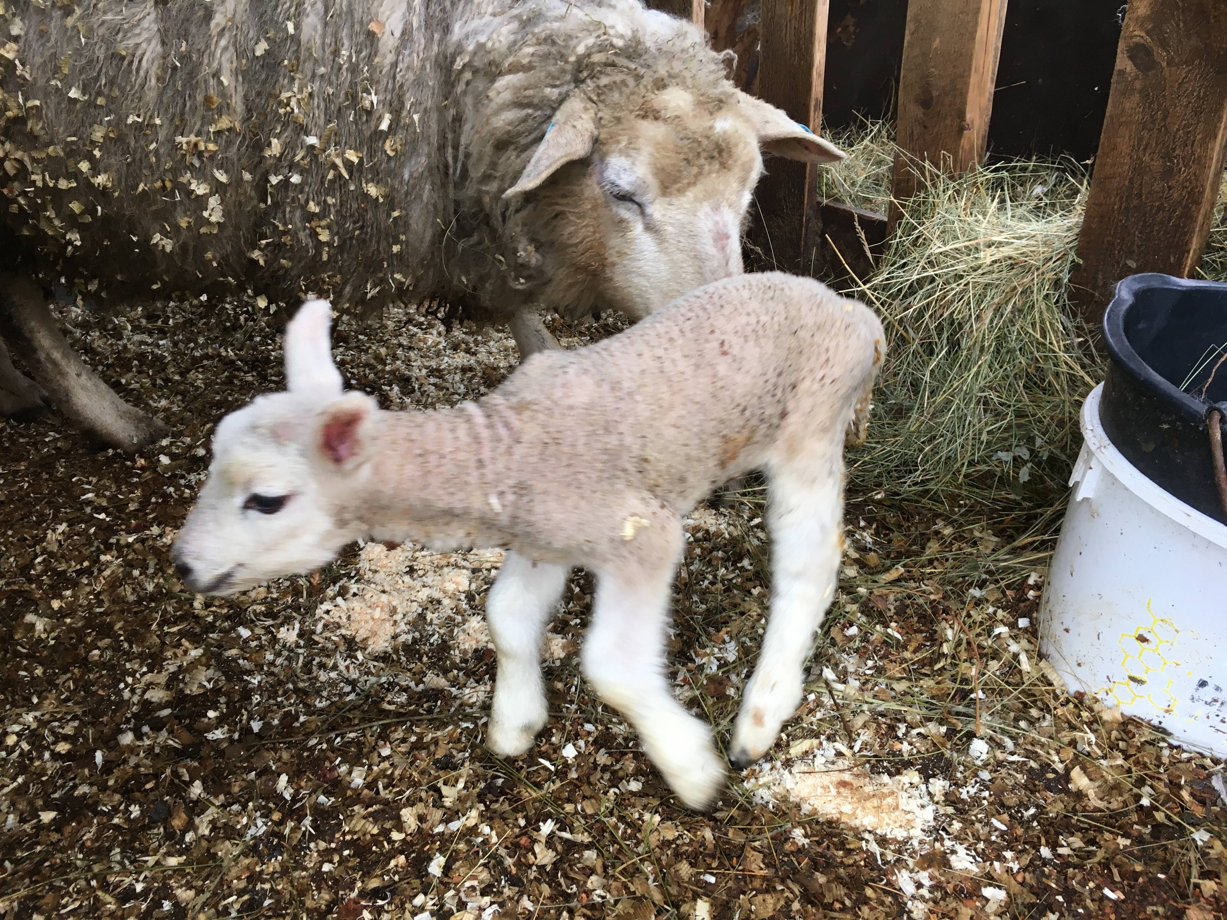 farm/46392801/drift/nyfodt_lam2020.jpg