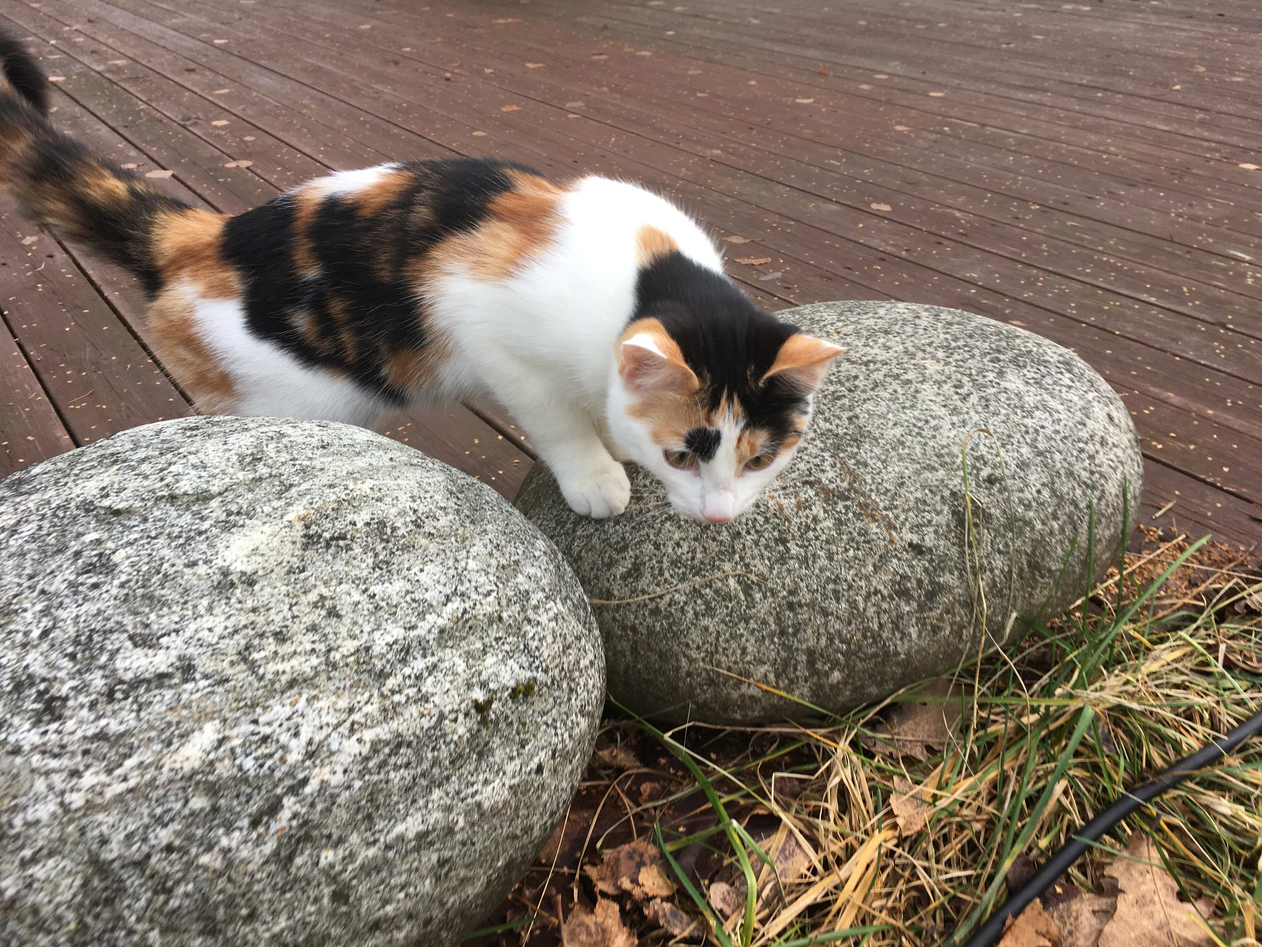 farm/46392801/katt.jpg