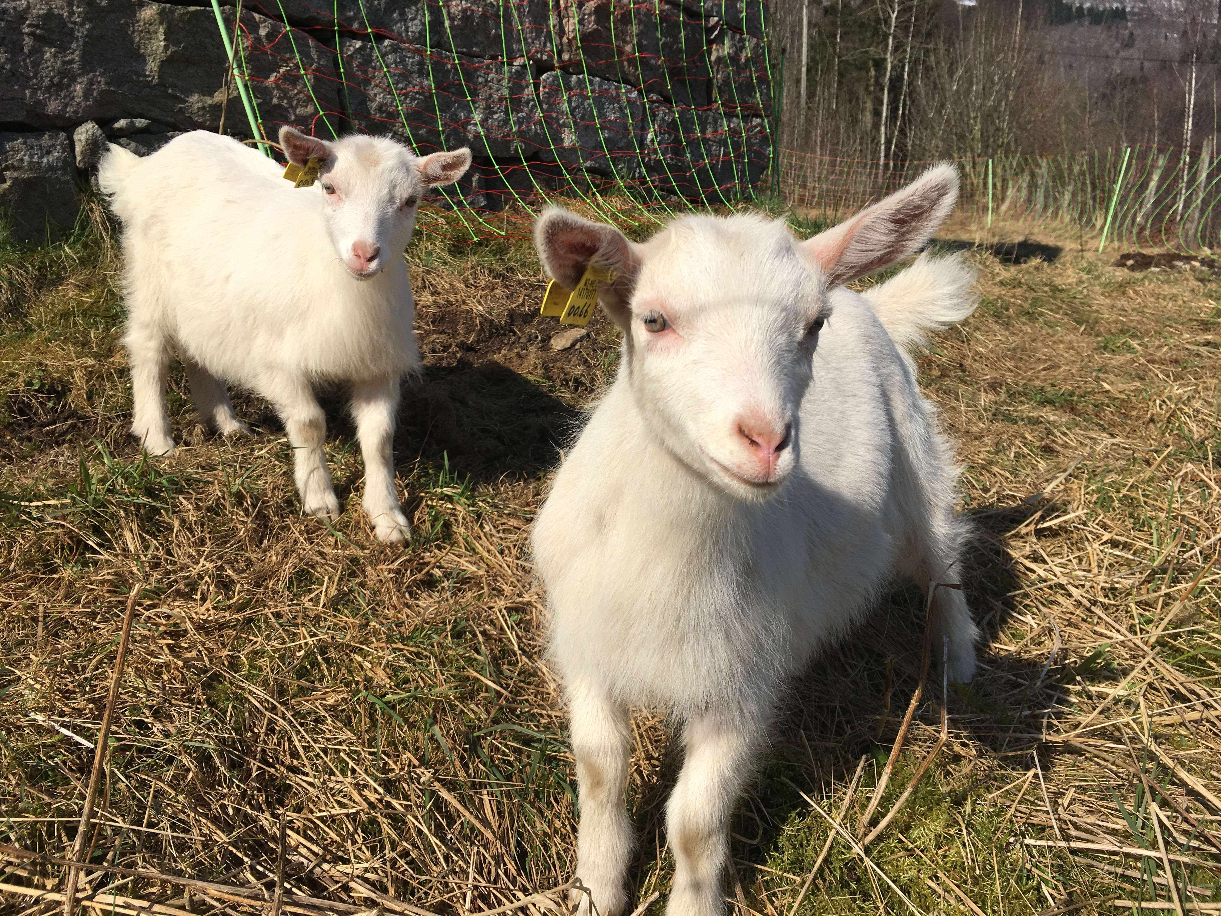 farm/46392806/20200406_095300266_iOS.jpg